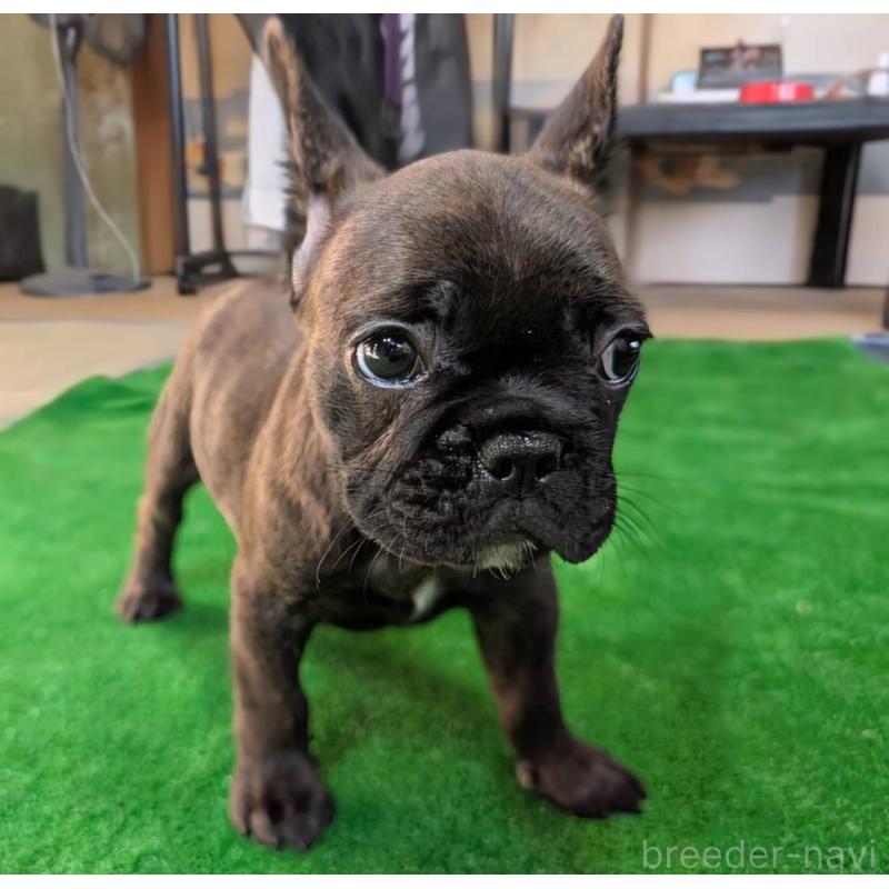 成約済の愛媛県のフレンチブルドッグ-412153の9枚目