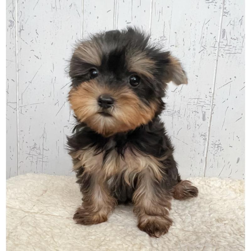 成約済の千葉県のヨークシャーテリア-412684の4枚目