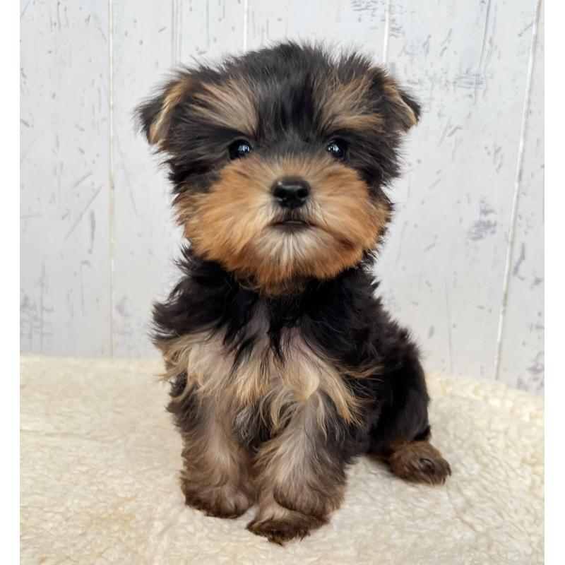 成約済の千葉県のヨークシャーテリア-412684の3枚目