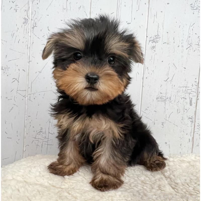 成約済の千葉県のヨークシャーテリア-412684の2枚目