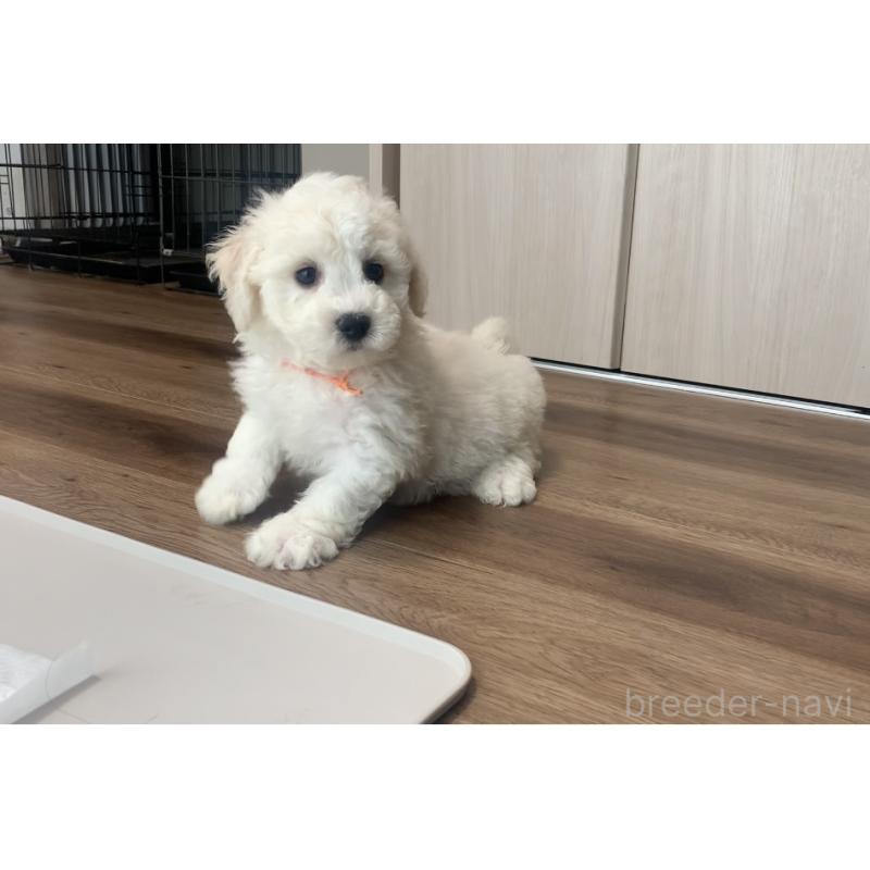 成約済の滋賀県のビションフリーゼ-414042の3枚目