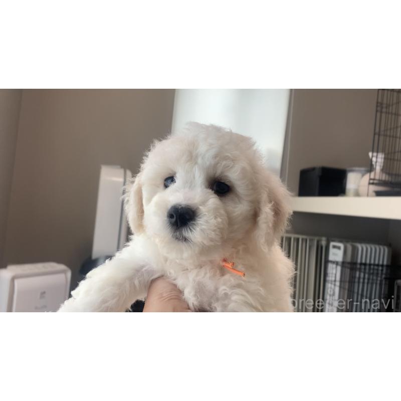 成約済の滋賀県のビションフリーゼ-414042の2枚目