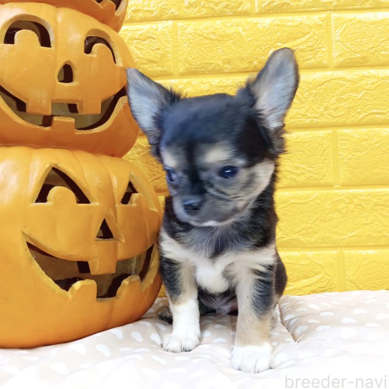 販売中の千葉県のチワワ(ロングコート)-404128の49枚目