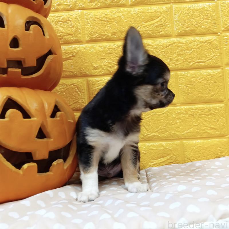 販売中の千葉県のチワワ(ロングコート)-404128の48枚目