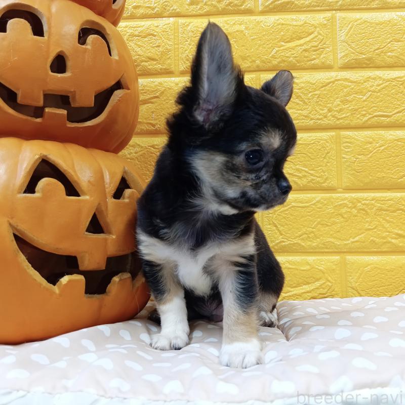 販売中の千葉県のチワワ(ロングコート)-404128の47枚目