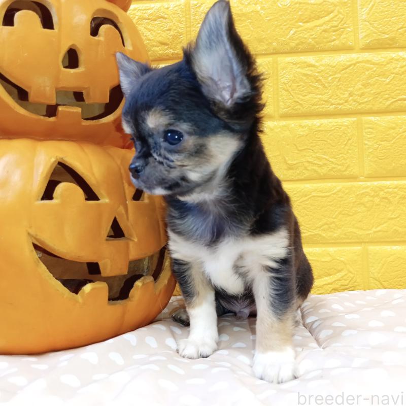 販売中の千葉県のチワワ(ロングコート)-404128の46枚目