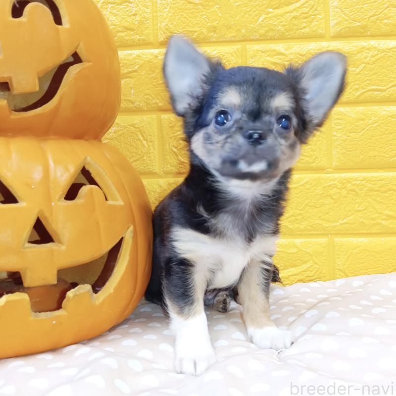 販売中の千葉県のチワワ(ロングコート)-404128の45枚目