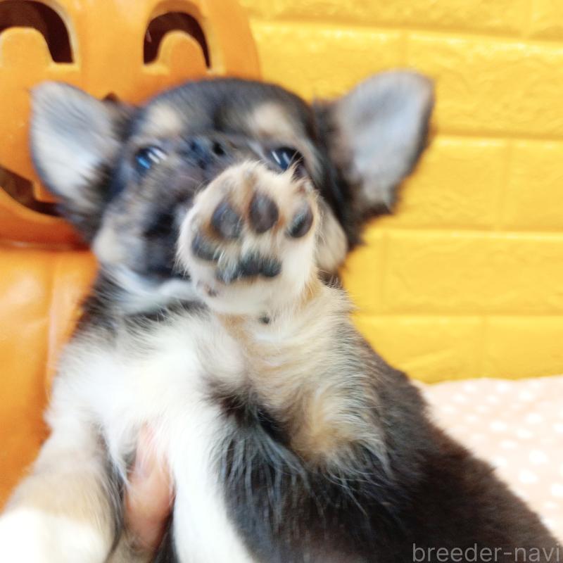 販売中の千葉県のチワワ(ロングコート)-404128の44枚目