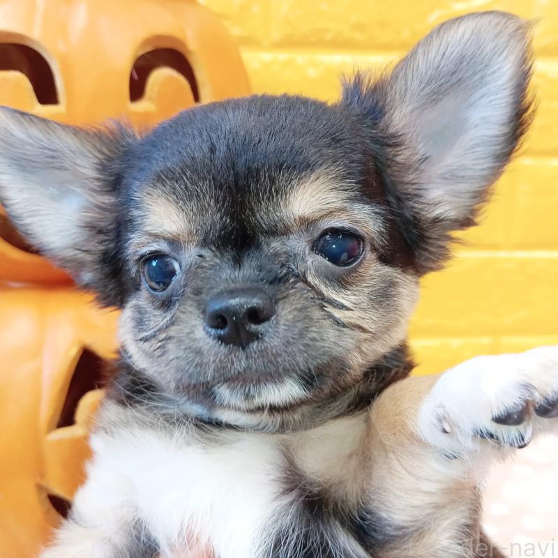 販売中の千葉県のチワワ(ロングコート)-404128の43枚目