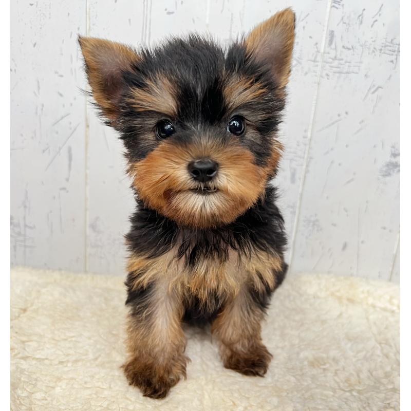 成約済の千葉県のヨークシャーテリア-412686の5枚目