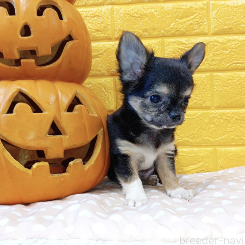 販売中の千葉県のチワワ(ロングコート)-404128の42枚目