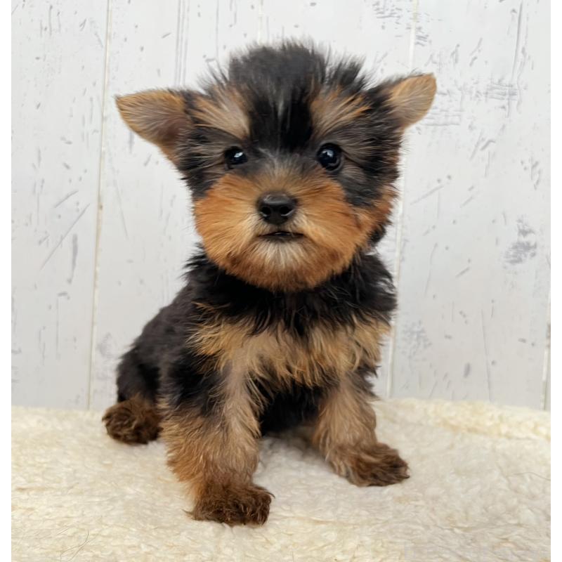 成約済の千葉県のヨークシャーテリア-412686の4枚目