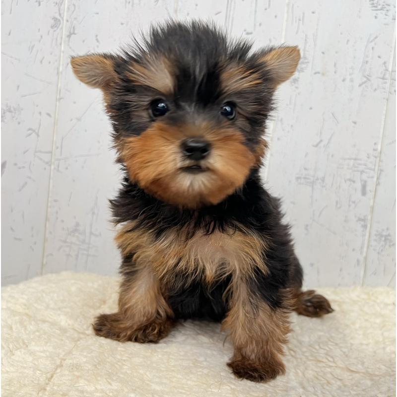 成約済の千葉県のヨークシャーテリア-412686の3枚目