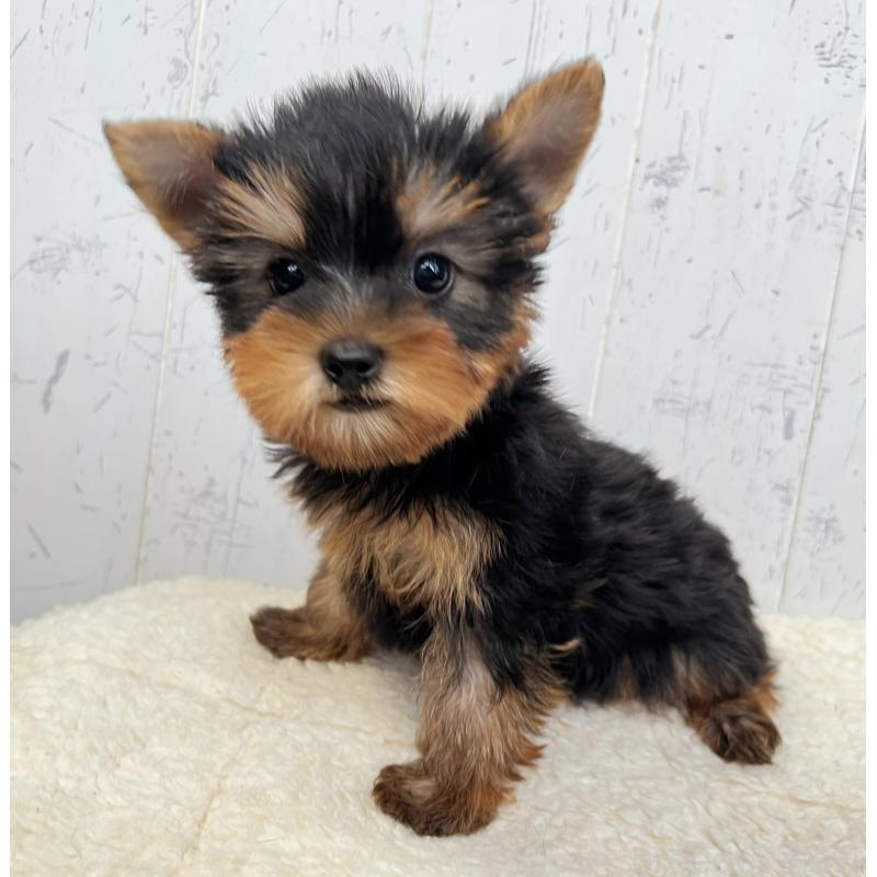 成約済の千葉県のヨークシャーテリア-412686の2枚目