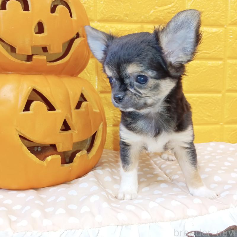 販売中の千葉県のチワワ(ロングコート)-404128の41枚目