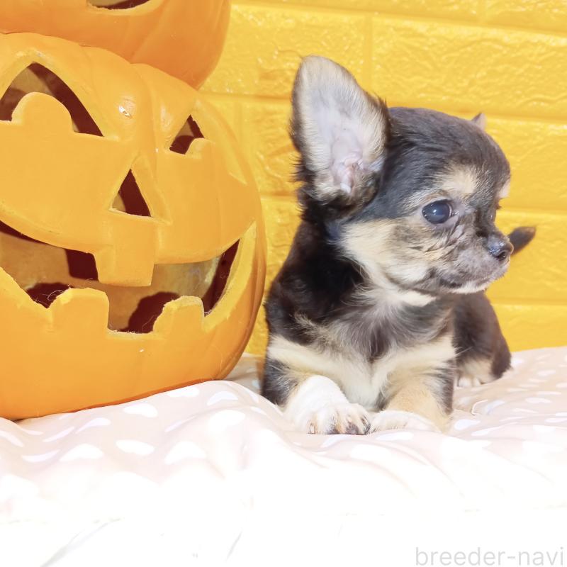 販売中の千葉県のチワワ(ロングコート)-404128の40枚目