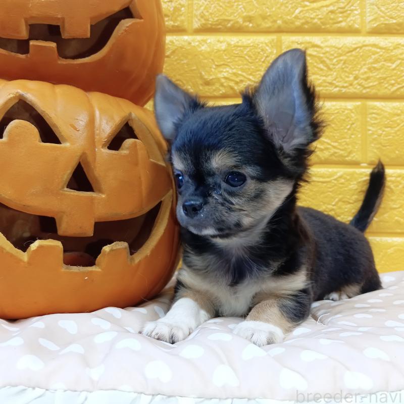 販売中の千葉県のチワワ(ロングコート)-404128の39枚目