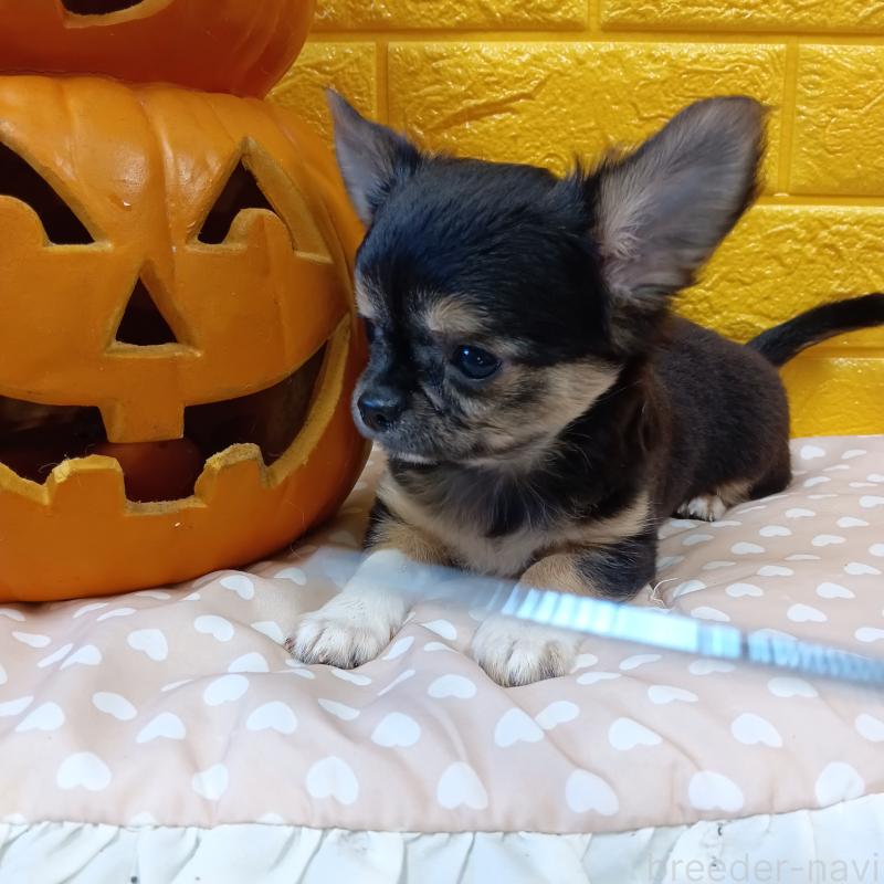 販売中の千葉県のチワワ(ロングコート)-404128の38枚目