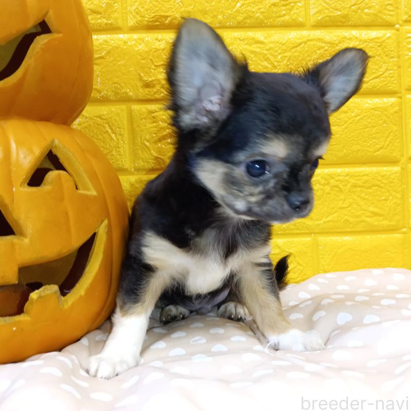 販売中の千葉県のチワワ(ロングコート)-404128の37枚目