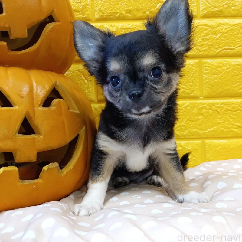 販売中の千葉県のチワワ(ロングコート)-404128の36枚目