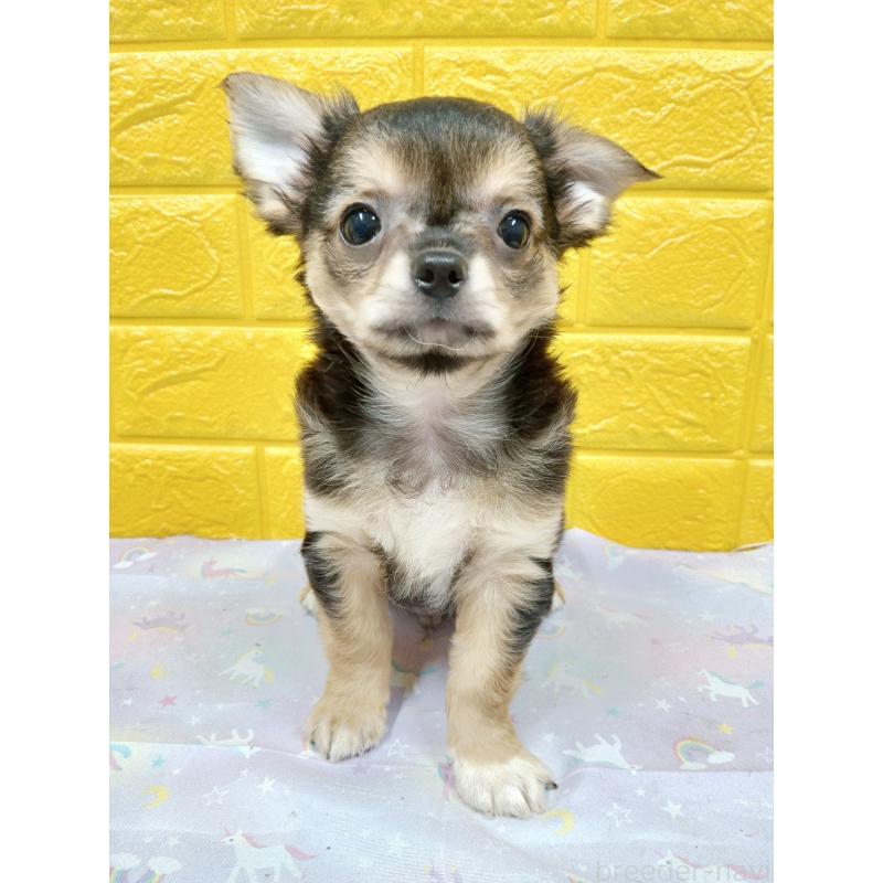 販売中の千葉県のチワワ(ロングコート)-404130の18枚目