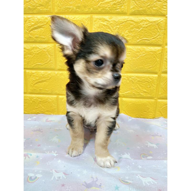 販売中の千葉県のチワワ(ロングコート)-404130の17枚目