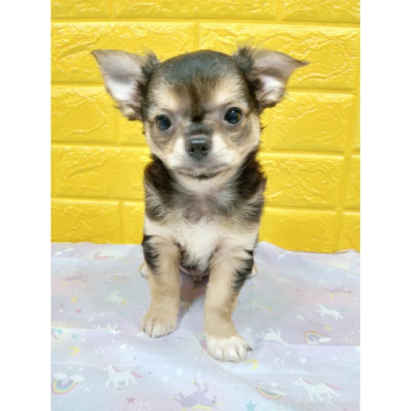 販売中の千葉県のチワワ(ロングコート)-404130の15枚目