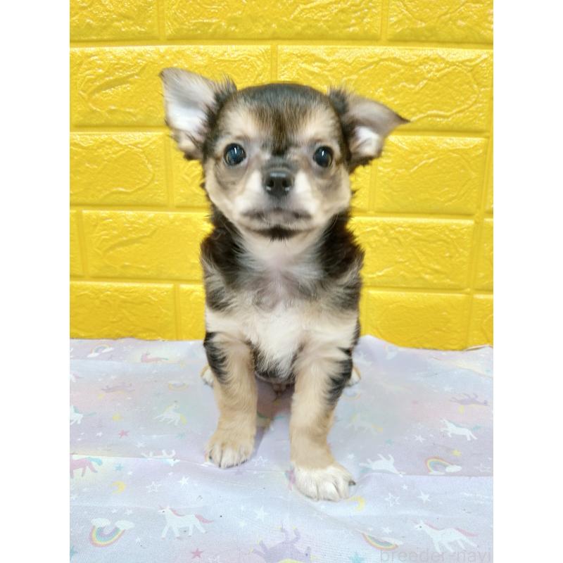 販売中の千葉県のチワワ(ロングコート)-404130の14枚目