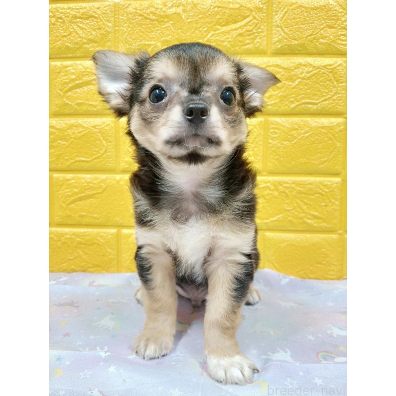 販売中の千葉県のチワワ(ロングコート)-404130の13枚目