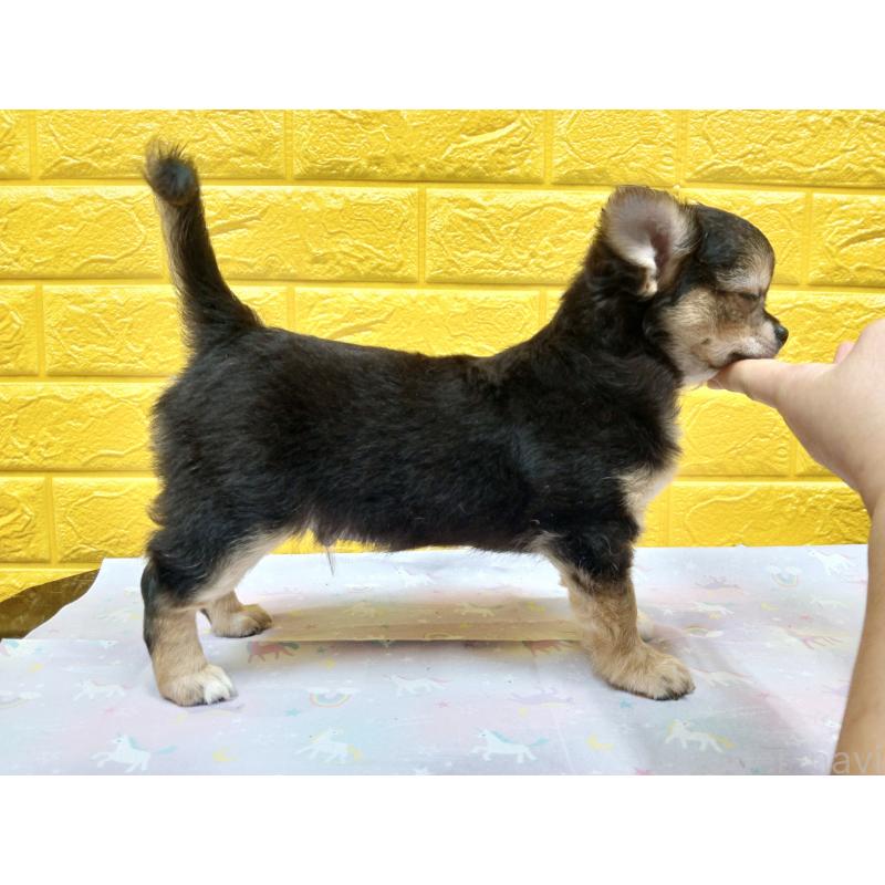 販売中の千葉県のチワワ(ロングコート)-404130の12枚目