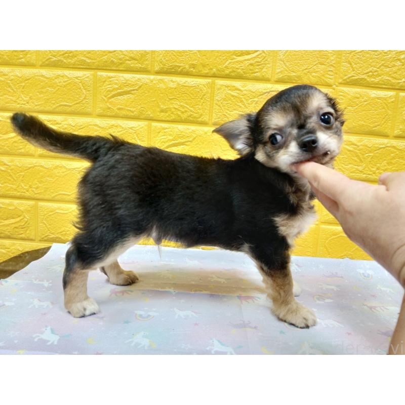 販売中の千葉県のチワワ(ロングコート)-404130の11枚目