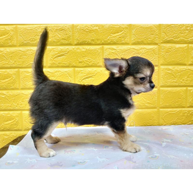 販売中の千葉県のチワワ(ロングコート)-404130の10枚目