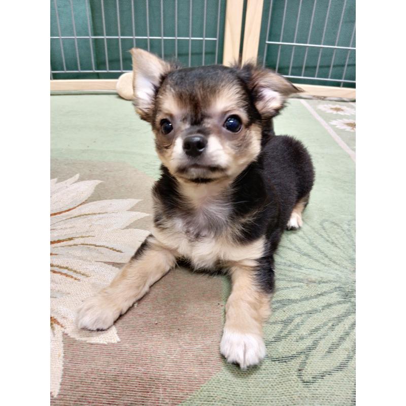 販売中の千葉県のチワワ(ロングコート)-404130の9枚目