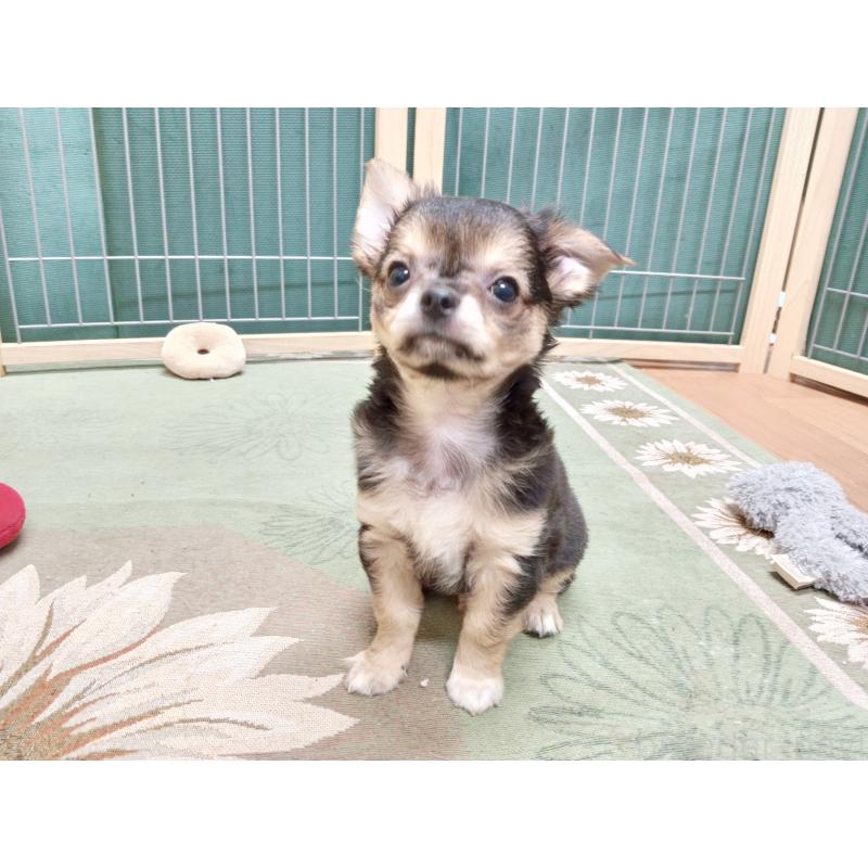 販売中の千葉県のチワワ(ロングコート)-404130の8枚目