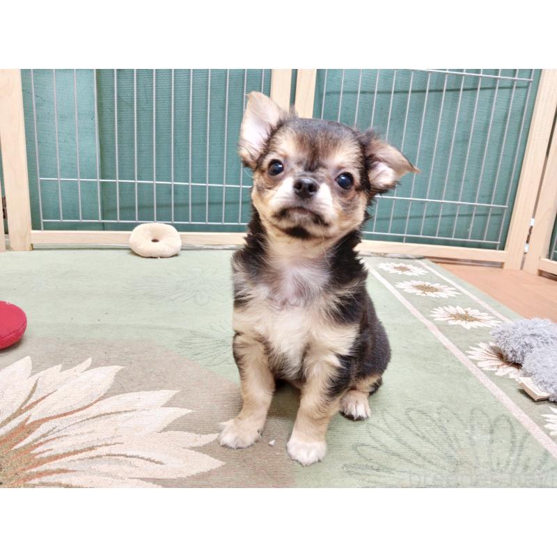 販売中の千葉県のチワワ(ロングコート)-404130の7枚目