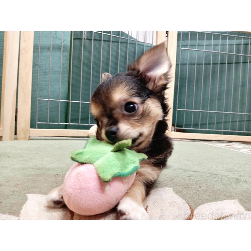 販売中の千葉県のチワワ(ロングコート)-404130の6枚目