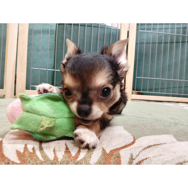 販売中の千葉県のチワワ(ロングコート)-404130の5枚目