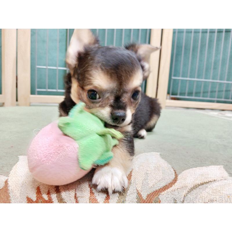 販売中の千葉県のチワワ(ロングコート)-404130の4枚目