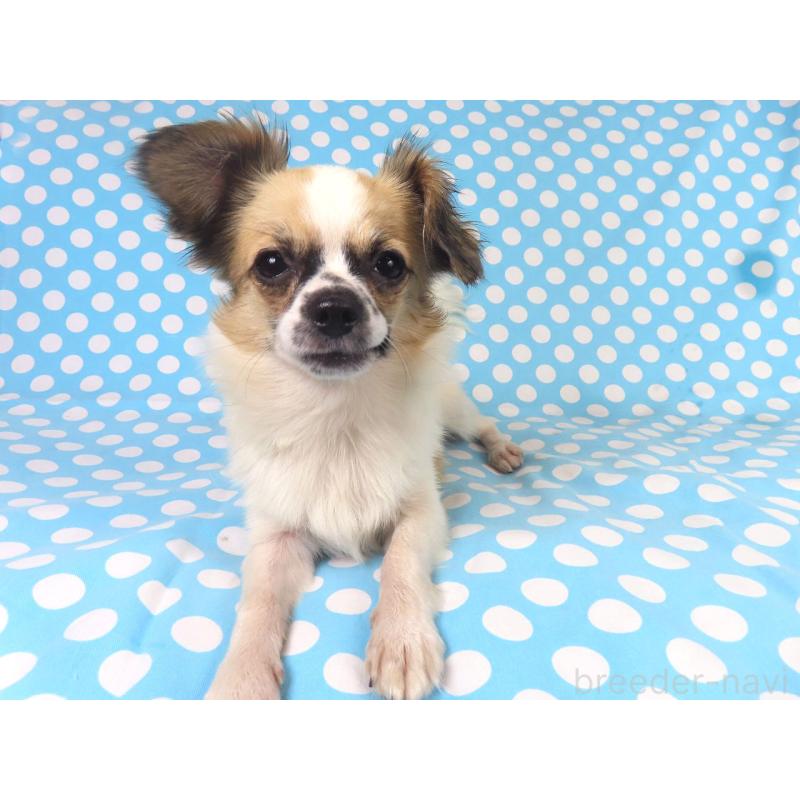 販売中の千葉県のミックス犬-379892の9枚目