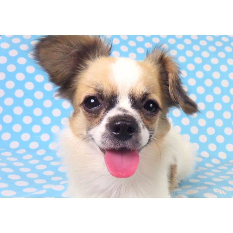 販売中の千葉県のミックス犬-379892の8枚目