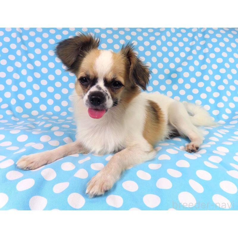 販売中の千葉県のミックス犬-379892の7枚目