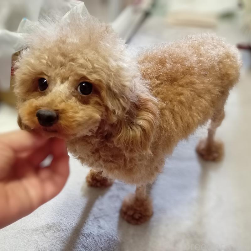 ナナちゃん1枚目