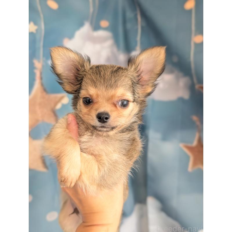 販売中の北海道のチワワ(ロングコート)-416924の16枚目