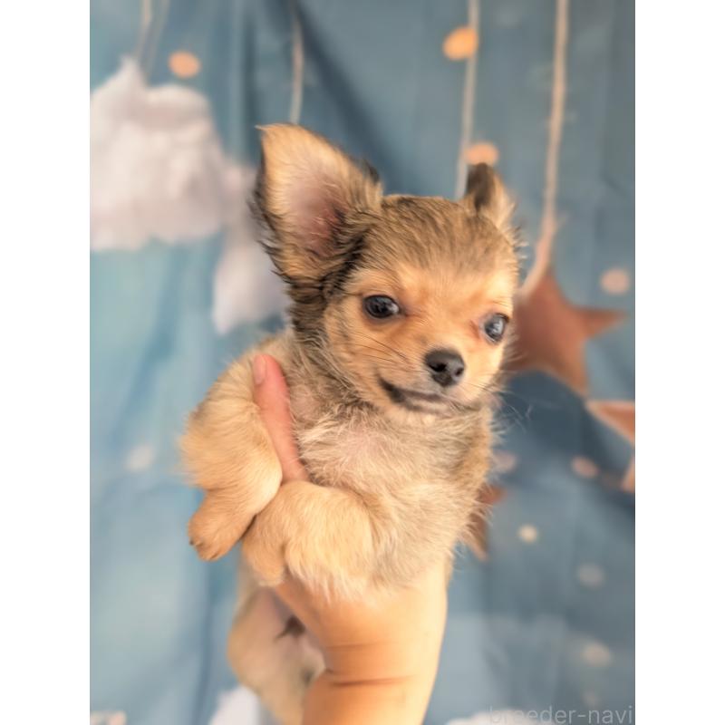 販売中の北海道のチワワ(ロングコート)-416924の15枚目