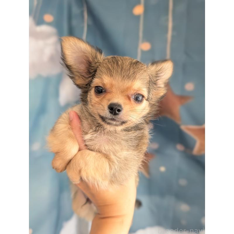 販売中の北海道のチワワ(ロングコート)-416924の14枚目