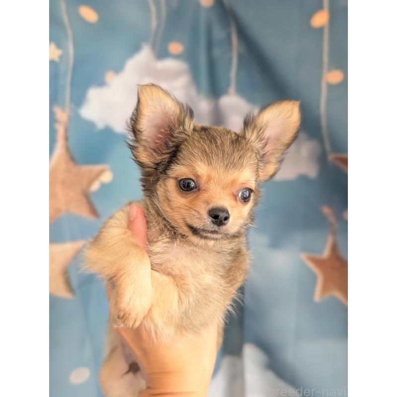 販売中の北海道のチワワ(ロングコート)-416924の13枚目