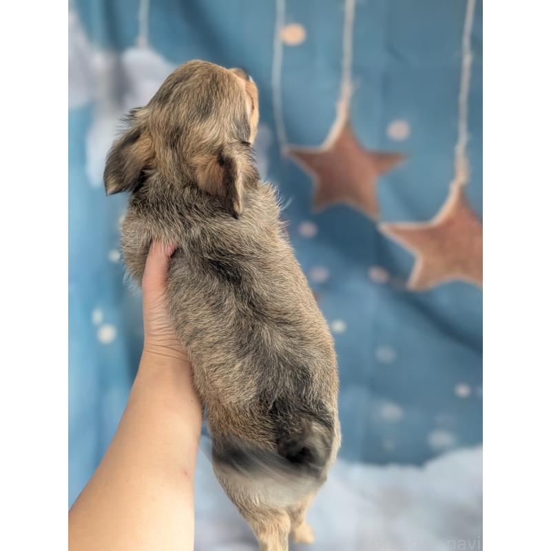 販売中の北海道のチワワ(ロングコート)-416924の12枚目