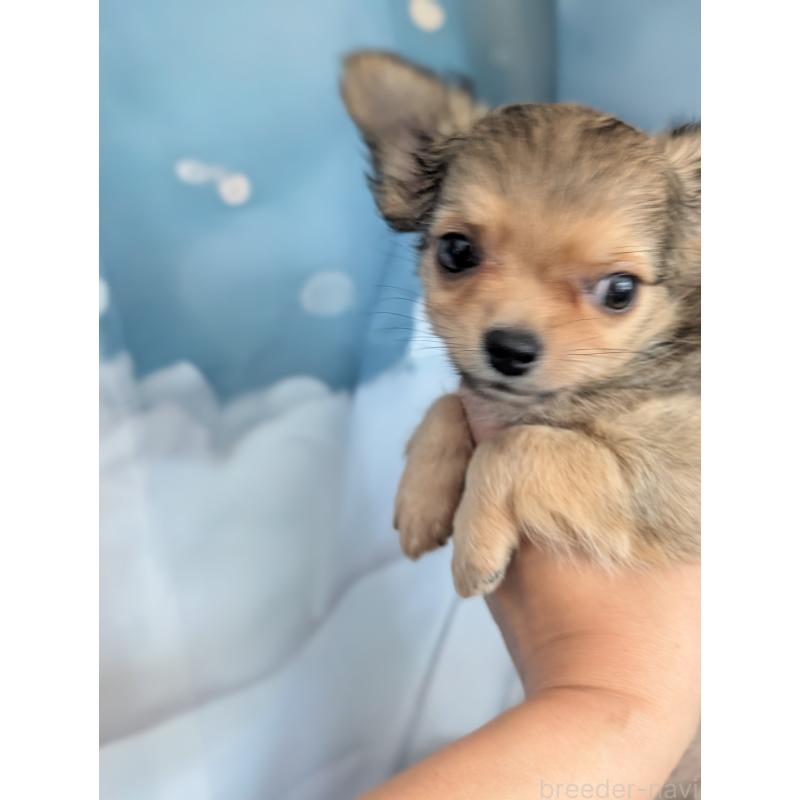 販売中の北海道のチワワ(ロングコート)-416924の11枚目