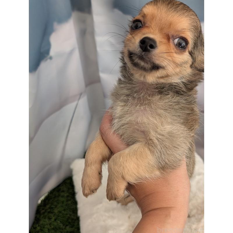 販売中の北海道のチワワ(ロングコート)-416924の10枚目