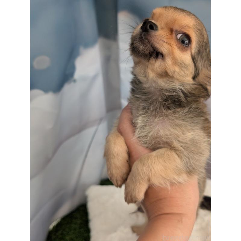 販売中の北海道のチワワ(ロングコート)-416924の9枚目